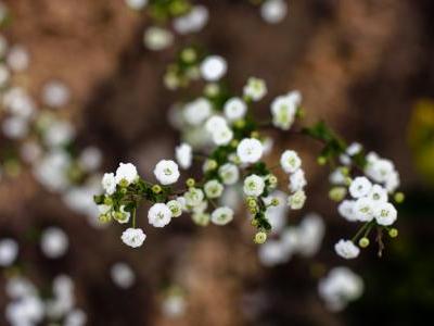 spiree-a-feuilles-de-prunier-2