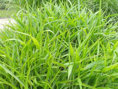 spodiopogon-de-siberie-1