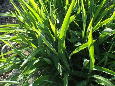 spodiopogon-de-siberie-2