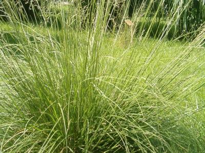 sporobole-a-glumes-inegales-2