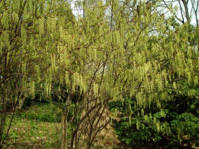 stachyurus-precoce-1