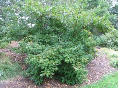 stachyurus-precoce-2