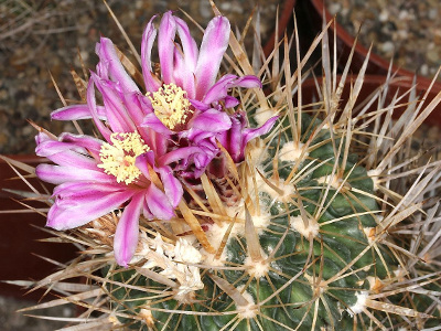 stenocactus-crispatus-2