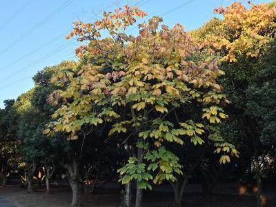 sterculier-a-feuilles-de-platane-1