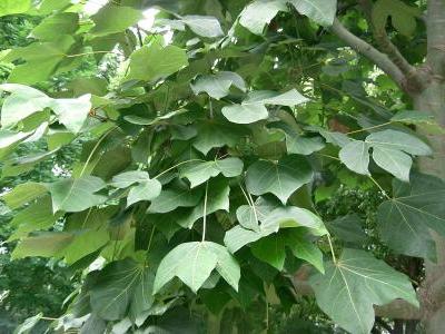 sterculier-a-feuilles-de-platane-2