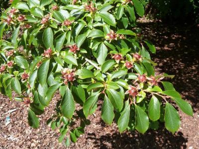 stewartia-a-bec-1