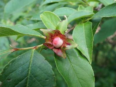 stewartia-a-bec-2
