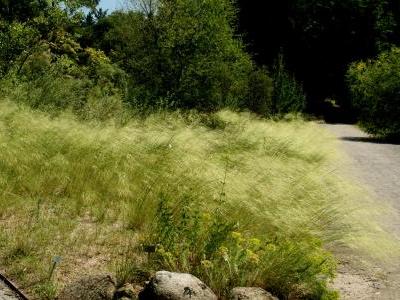 stipa-capillaire-1
