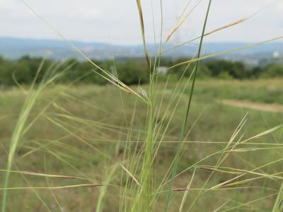stipa-capillaire-2