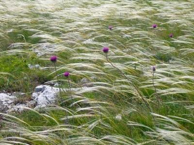 stipa-penne-1
