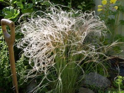stipa-penne-2