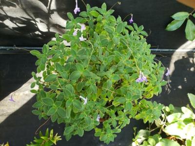 streptocarpus-caulescens-1