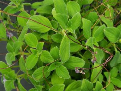 streptocarpus-caulescens-2