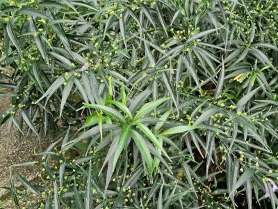 strobilanthes-anisophyllus-1