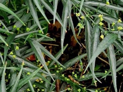 strobilanthes-anisophyllus-2