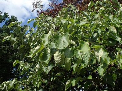 styrax-a-grandes-feuilles-1