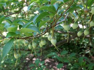 styrax-du-japon-2