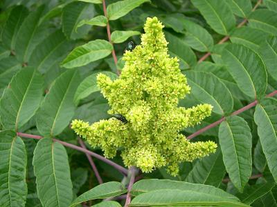 sumac-a-bois-glabre-1