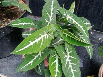 syngonium-wendlandii-2