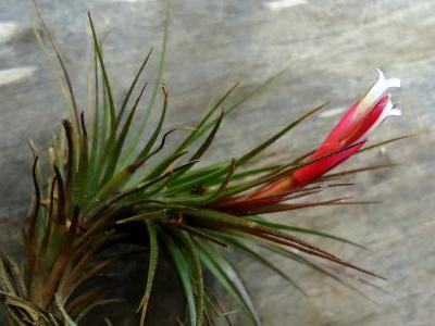 tillandsia-a-petites-feuilles-1