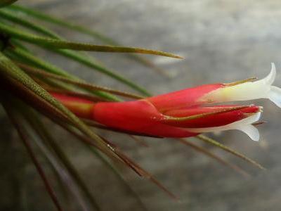 tillandsia-a-petites-feuilles-2