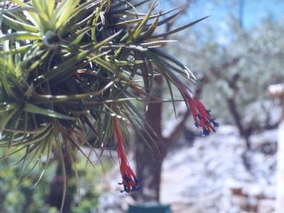 tillandsia-aeranthos-2