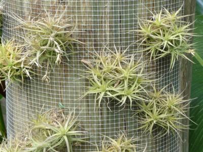 tillandsia-bergeri-1