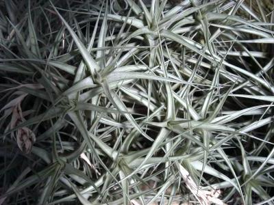 tillandsia-bergeri-2