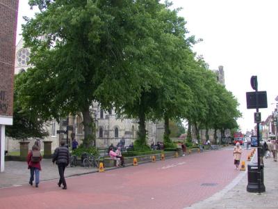 tilleul-commun-1