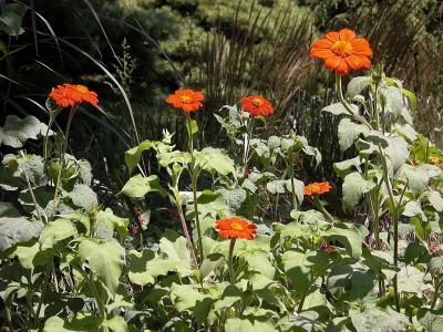 tournesol-mexicain-1