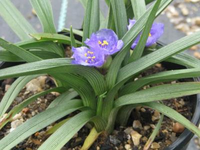 tradescantie-a-bractees-1