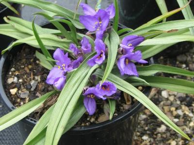 tradescantie-a-bractees-2