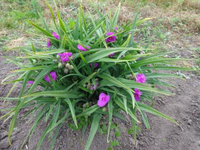 tradescantie-d-anderson-1