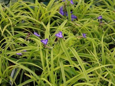 tradescantie-d-anderson-2