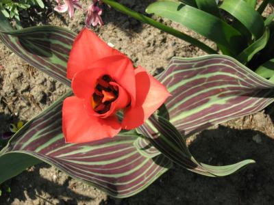 tulipe-de-greg-2