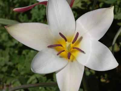 tulipe-de-l-ecluse-2