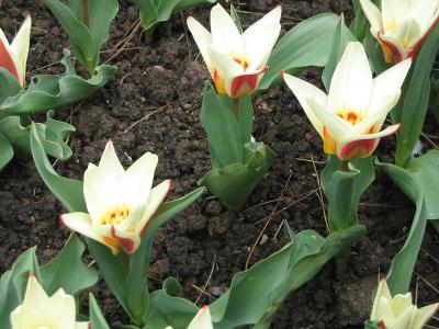 tulipe-nenuphar-1