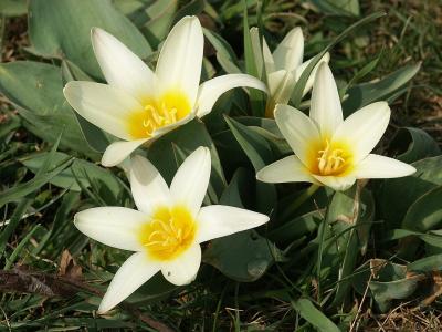 tulipe-nenuphar-2