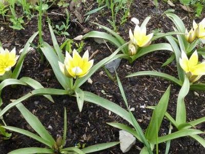 tulipe-tardive-1