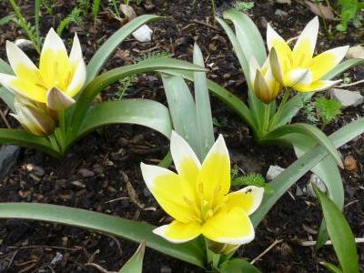tulipe-tardive-2