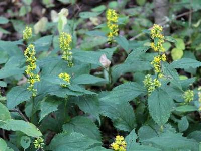 verge-d-or-a-feuilles-larges-1