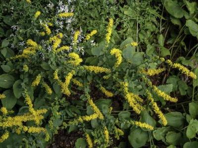 verge-d-or-d-automne-1