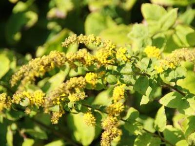 verge-d-or-d-automne-2