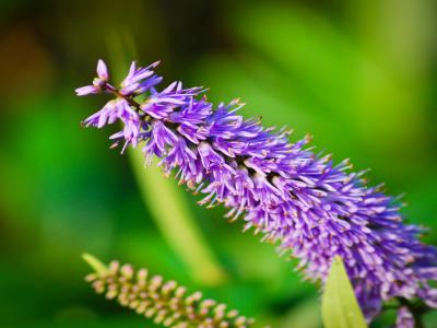 veronique-a-longues-feuilles-2