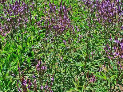 verveine-hastee-1