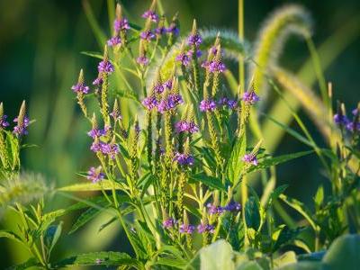 verveine-hastee-2
