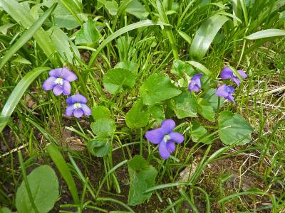 violette-de-la-pentecote-1