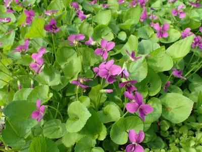 violette-de-la-pentecote-2