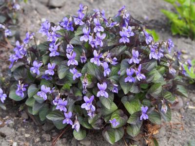 violette-du-labrador-1