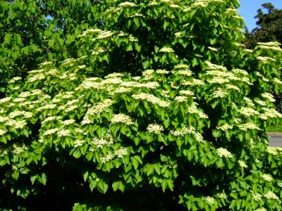 viorne-a-feuilles-de-tilleul-1